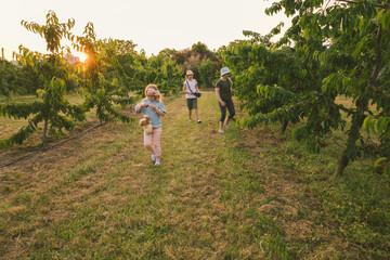children play outdoors in sweet cherry orchards, summer, harvest