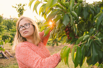 pregnant European woman in a red dress picking cherries from a tree