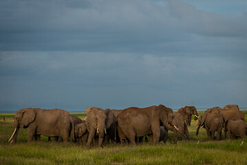Elephant in Serengeti savanna - National Park in Tanzania, Afric