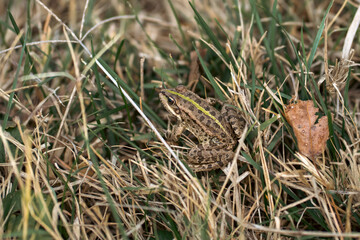 frog hiding in the grass