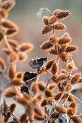 dried bush covered with cobwebs