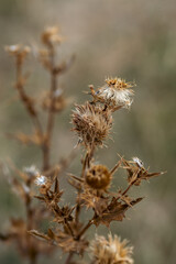 dried burdock bush in autumn
