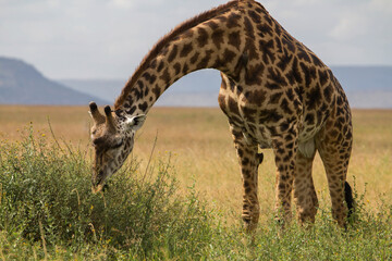 Giraffe in Serengeti savanna - National Park in Tanzania.