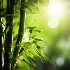 Fototapeta premium bamboo bright