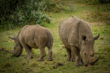 Foto op Plexiglas Rhino in Serengeti savanna - National Park in Tanzania. © Cavan