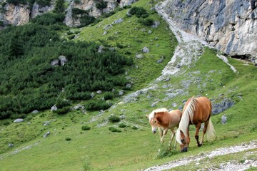 Fototapeta na wymiar a horse and a foal in Alta Badia