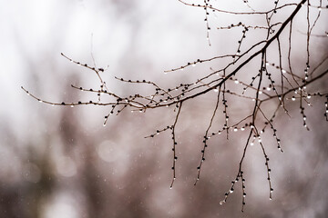 Raindrops on the trees in Carrizosa