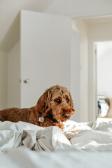 A goldendoodle dog laying in bed on the weekend at home