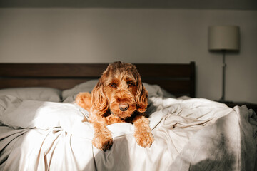 a goldendoodle dog laying in a messy bed at home in the sunlight