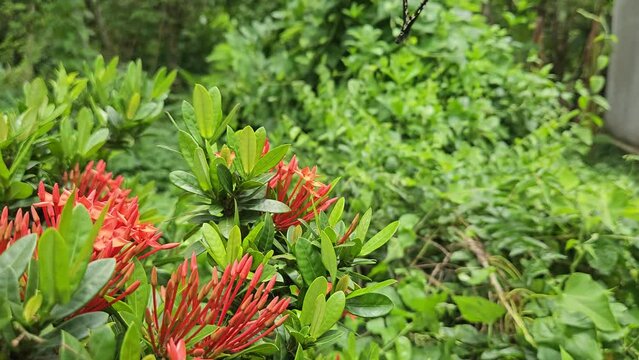 Beauty In Nature, Butterfly on flower