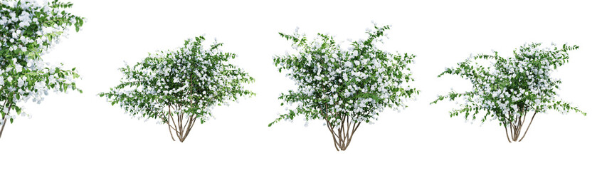 Philadelphus Bouquet Blanc isolate transparent background.3d rendering PNG