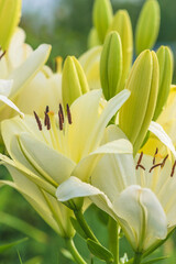 Close up for blooming white lilies with waterdrops on sunlight