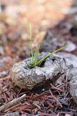 Green grass growing from curled tree roots