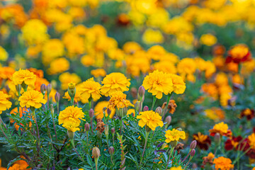 Obraz premium 霞ヶ浦総合公園の風景