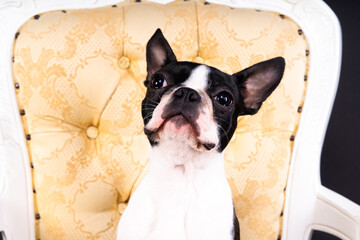 Boston Terrier dog sitting on an ancient arm chair in studio.