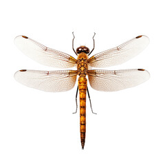 Dragonfly isolated on Transparent and white background. Generative ai