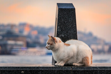 Cats of Istanbul, a white and orange cat on a pier near the Galata bridge at sunrise, Karakoy area...
