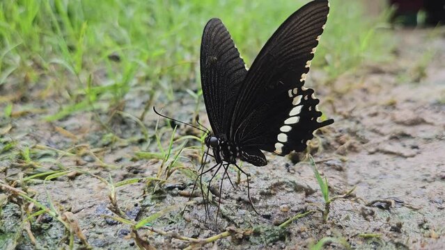 Butterfly Sits On Land. India.