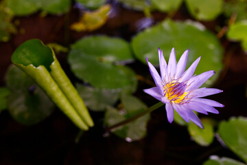 Water lily flower in a garden..