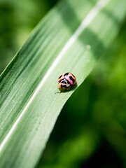 Cheilomenes sexmaculata, Six-Spotted Zigzag Ladybird, Menochilus sexmaculatus, ladybug