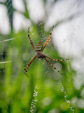 Argiope magnifica, orb web spider, magnificent St Andrew's cross spider close-up photography