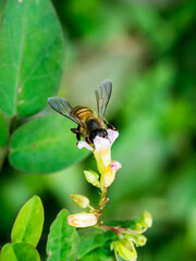 honey bee sucking nectar on a flower. close-up macro photography 