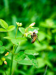 honey bee sucking nectar on a flower. close-up macro photography 