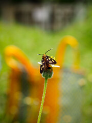 Hübner's wasp moth, Amata huebneri on a flower