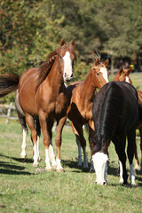 Fototapeta premium Group of paint horses on the pasturage
