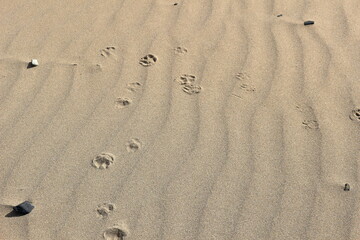 Fototapeta na wymiar 砂浜に残った動物の足跡
