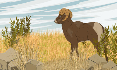 Mountain sheep Ovis canadensis stand in tall dry grass at dawn. Wild mammals of North America. Realistic vector landscape