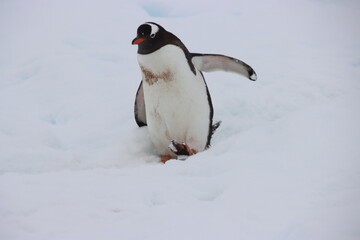 Gentoo Penguin (Pygoscelis papua), Cuverville Island, Antarctica.