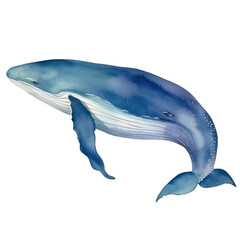 Whale Blue whale watercolor on transparent background