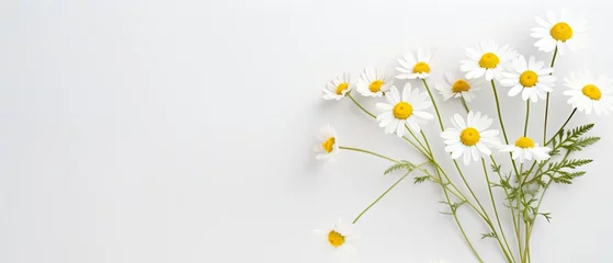 Tuinposter Fresh daisy flowers arranged diagonally across a clean white background © artem