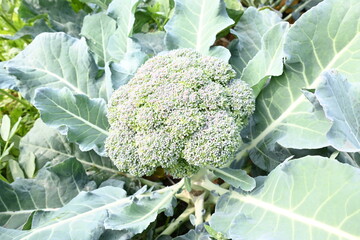 Broccoli in organic vegetable garden. Its other names Brassica oleracea var italica. This is an edible green plant in the cabbage family.  Broccoli is a particularly rich source of vitamin C and K.