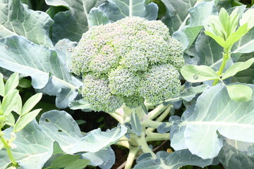 Broccoli in organic vegetable garden. Its other names Brassica oleracea var italica. This is an edible green plant in the cabbage family.  Broccoli is a particularly rich source of vitamin C and K.