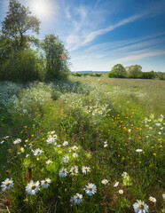 Summer green flowering meadow, beautiful clear blue sky, mid summer.