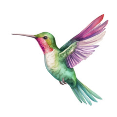 Obraz premium Hummingbird clipart for graphic resources watercolor PNG transparent background