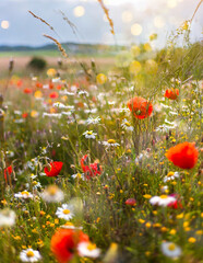 Summer green flowering meadow, beautiful clear blue sky, mid summer. - obrazy, fototapety, plakaty