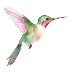 Fototapeta premium Hummingbird clipart for graphic resources watercolor PNG transparent background