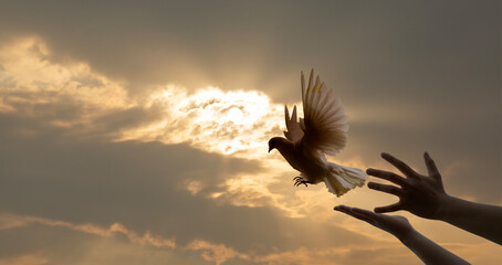 Praying hands and white dove flying happily on blurred background with sunset , hope and freedom ...