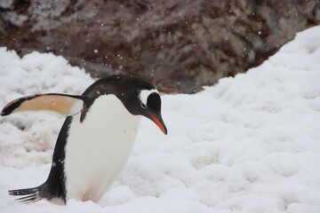 Gentoo Penguin (Pygoscelis papua), Cuverville Island, Antarctica.