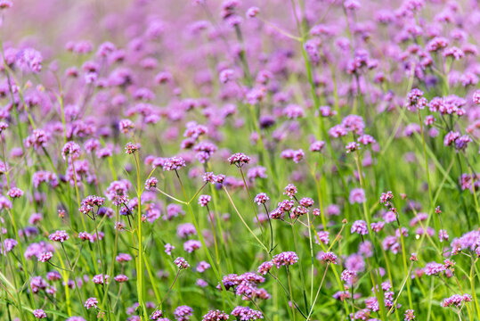 Violet flowers, purple verbena flowers in verbena flower field.