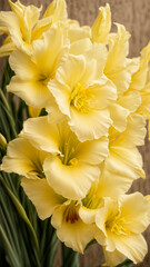 a large beautiful light yellow gladiolus flower rejoices in the sun