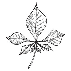 Black and white sheet. Vector illustration highlighted on a white background. For nature, eco and design. Hand-drawn plants, a frame for a postcard.
