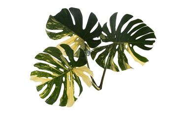 Beautiful thai constellation monstera variegated leaves isolated on transparent background and PNG file