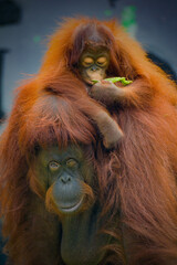 Mother and baby Bornean orangutans
