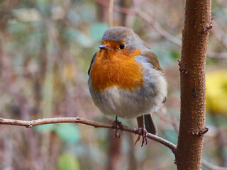Colorful european robin in the forest. Erithacus rubecula. Wildlife. Birdwatching