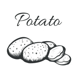 Vector antique engraving illustration of potatoes and slices isolated on white background.  Organic potato in vintage woodcut etching style.