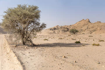 lone acacia tree at Moon valley, near Swakopmund, Namibia